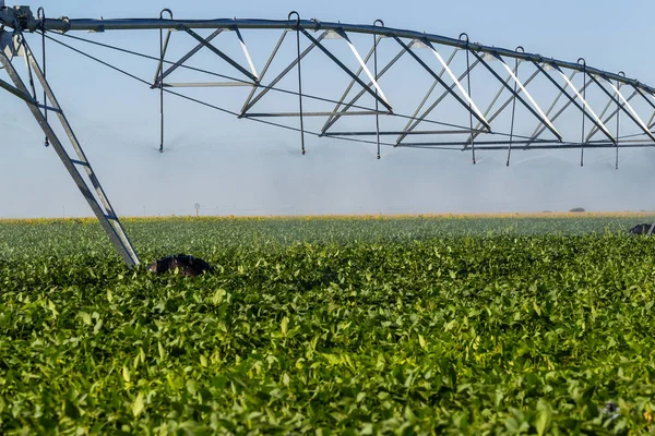 Soy plantation, for human consumption.