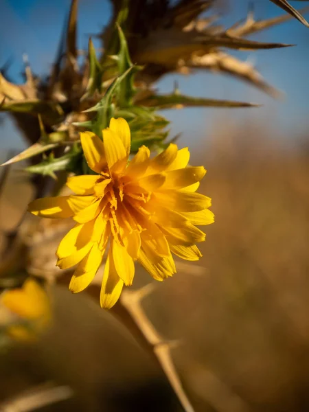 Bogáncs sárga virágokkal, késő tavasszal a mezőn — Stock Fotó