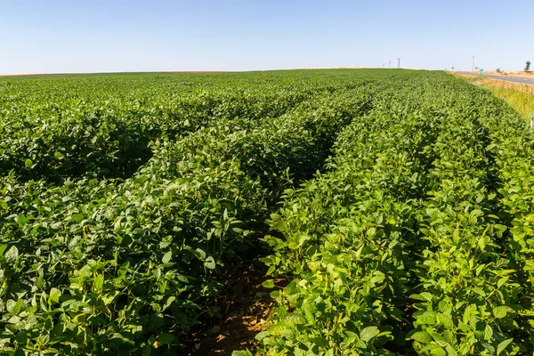 Soy plantation, for human consumption.