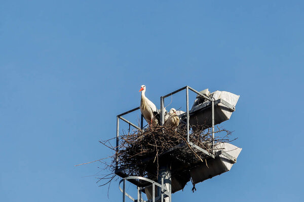 A group of storks make their nests
