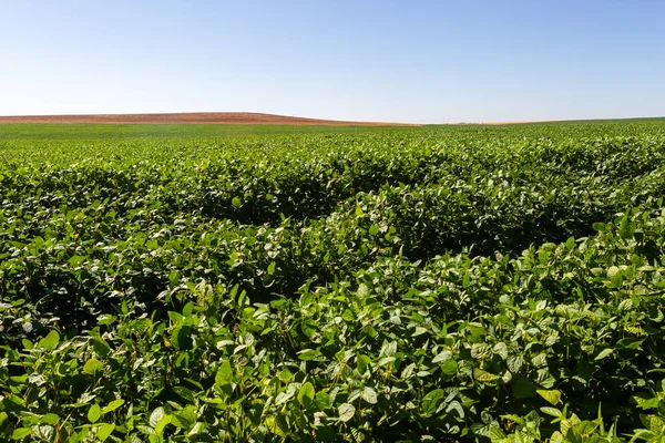 Soy plantation, for human consumption.