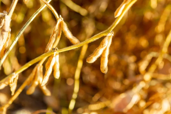 Soya tarlası, insan tüketimi için..