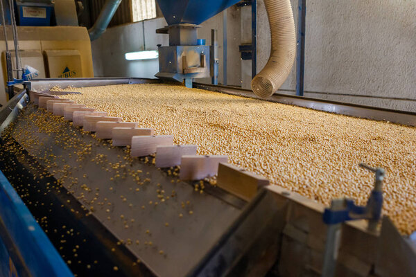 Soy plantation, for human consumption.