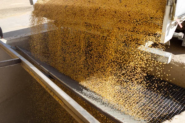 Soya tarlası, insan tüketimi için..