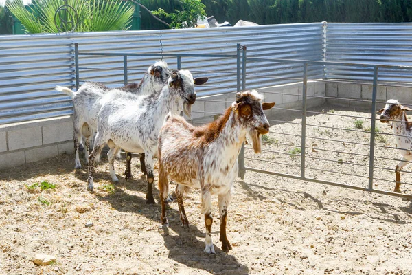 Çiftlikte keçi yetiştiriyor.. — Stok fotoğraf