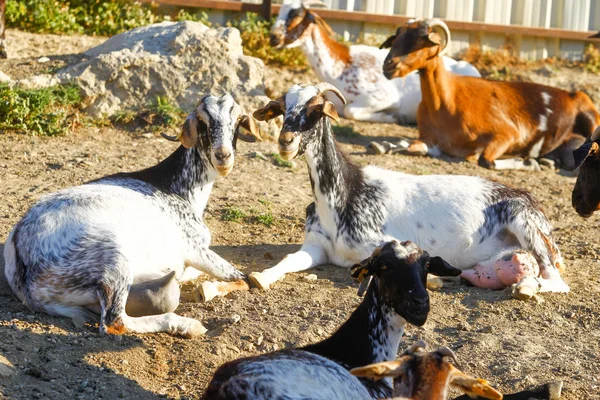 Çiftlikte keçi yetiştiriyor.. — Stok fotoğraf