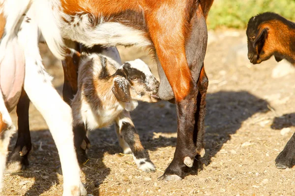 Çiftlikte keçi yetiştiriyor.. — Stok fotoğraf