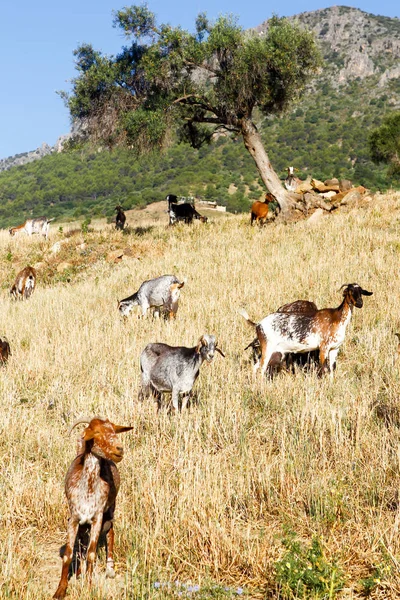 Çiftlikte keçi yetiştiriyor..