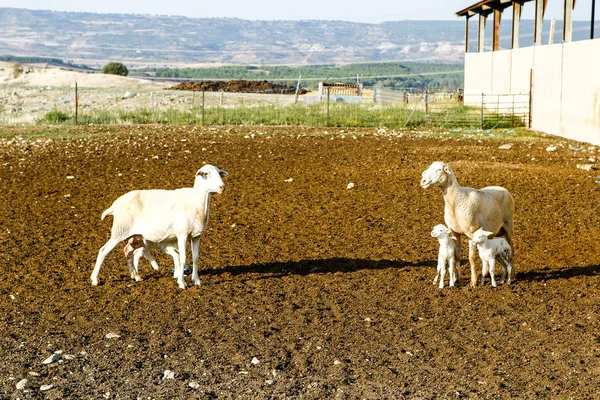 Reproducción de ovinos en una explotación . — Foto de Stock