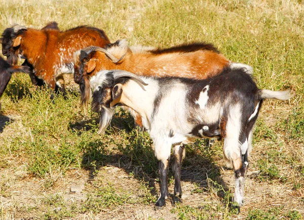 Chov koz na farmě. — Stock fotografie