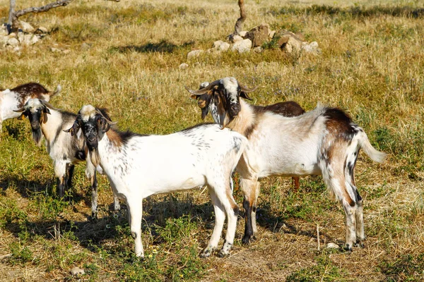 Cabras reprodutoras em uma fazenda . — Fotografia de Stock