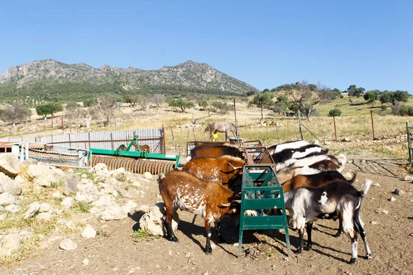 Cabras reproductoras en una granja . — Foto de Stock