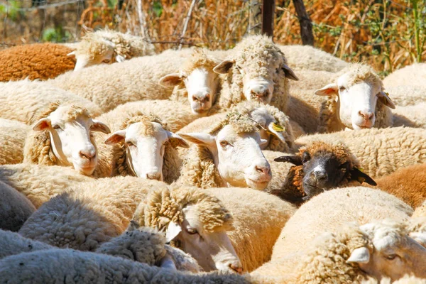 Uppfödning av får på en gård. — Stockfoto