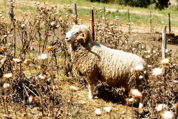 Fokken van schapen op een boerderij. — Stockfoto