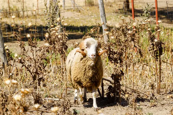 Fokken van schapen op een boerderij. — Stockfoto