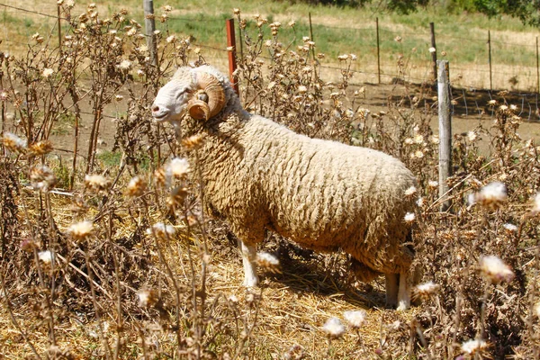 Fokken van schapen op een boerderij. — Stockfoto