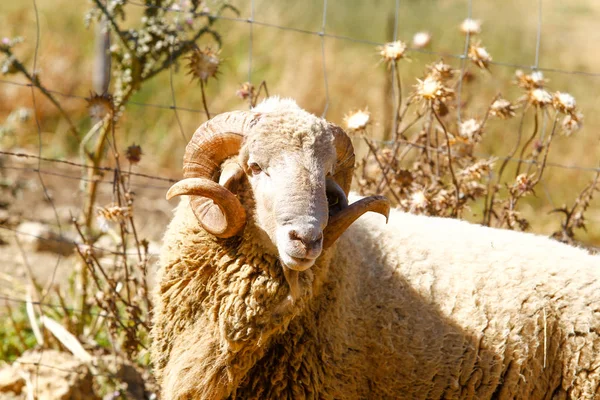 Fokken van schapen op een boerderij. — Stockfoto