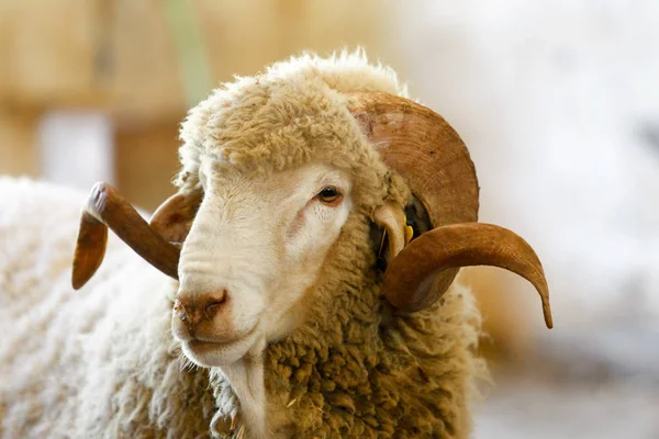 Fokken van schapen op een boerderij. — Stockfoto