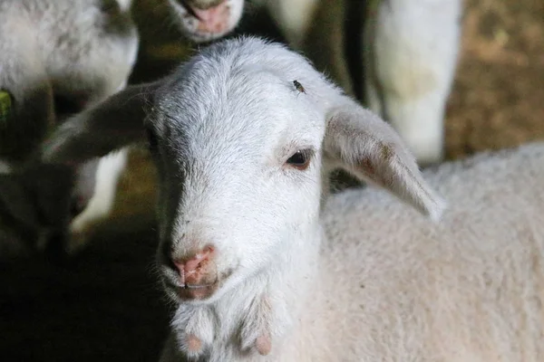 Hodowla owiec w gospodarstwie. — Zdjęcie stockowe