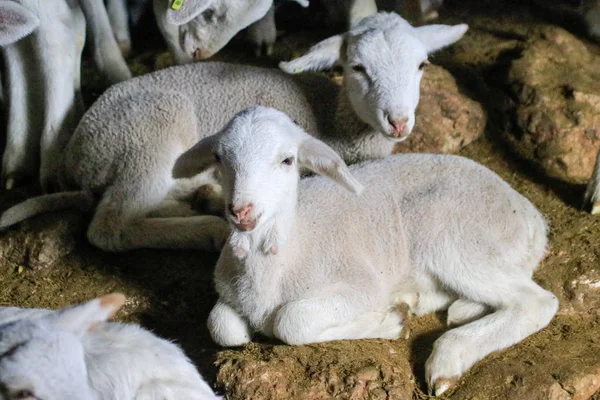 Fokken van schapen op een boerderij. — Stockfoto