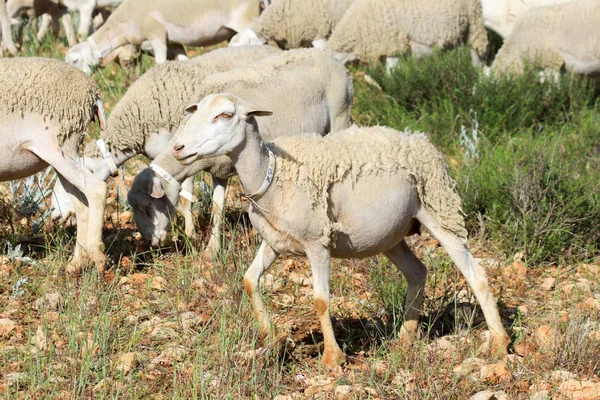 Hodowla owiec w gospodarstwie. — Zdjęcie stockowe
