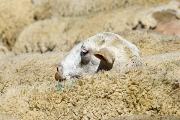 Fokken van schapen op een boerderij. — Stockfoto