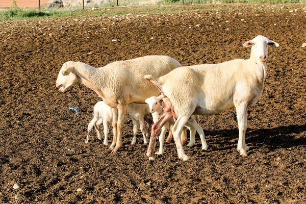 Reproducción de ovinos en una explotación . — Foto de Stock