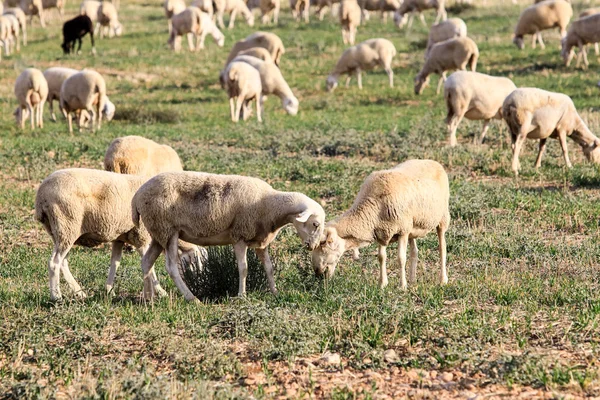 Разведение овец на ферме . — стоковое фото