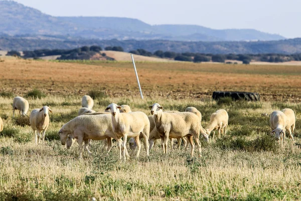 Reproducción de ovinos en una explotación . — Foto de Stock