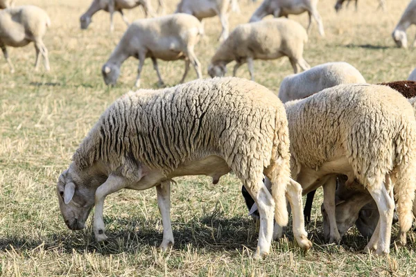 Разведение овец на ферме . — стоковое фото