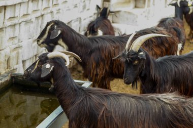 Keçi sığırlarının sömürülmesi.