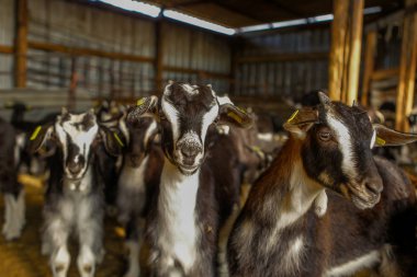 Keçi sığırlarının sömürülmesi.