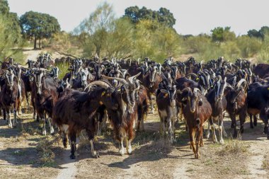 Keçi sığırlarının sömürülmesi.