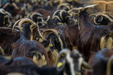 Keçi sığırlarının sömürülmesi.