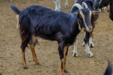 Keçi sığırlarının sömürülmesi.