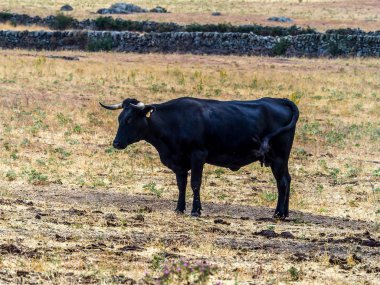 sığır yetiştiriciliği