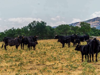 sığır yetiştiriciliği