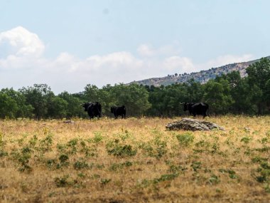 sığır yetiştiriciliği
