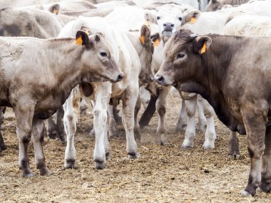 sığır yetiştiriciliği