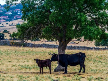 sığır yetiştiriciliği