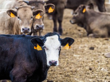 sığır yetiştiriciliği