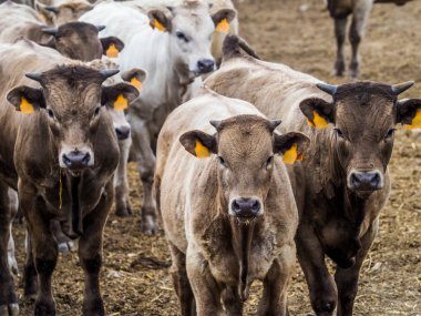 sığır yetiştiriciliği