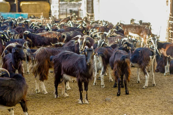 Explotación de ganado caprino . — Foto de Stock