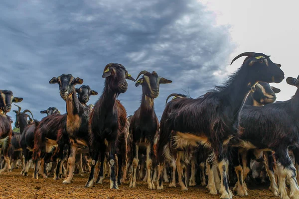 Keçi sığırlarının sömürülmesi. — Stok fotoğraf