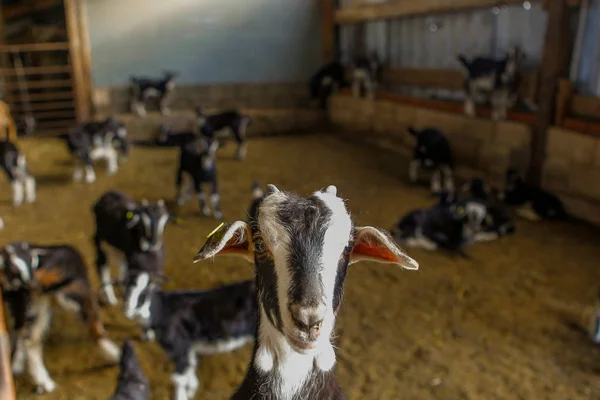 Keçi sığırlarının sömürülmesi. — Stok fotoğraf