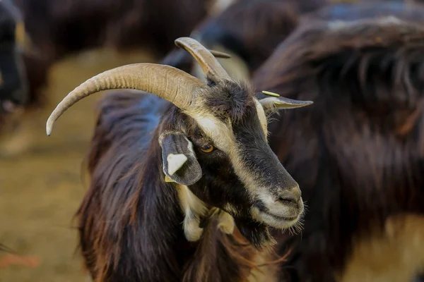 Utnyttjande av getboskap. — Stockfoto