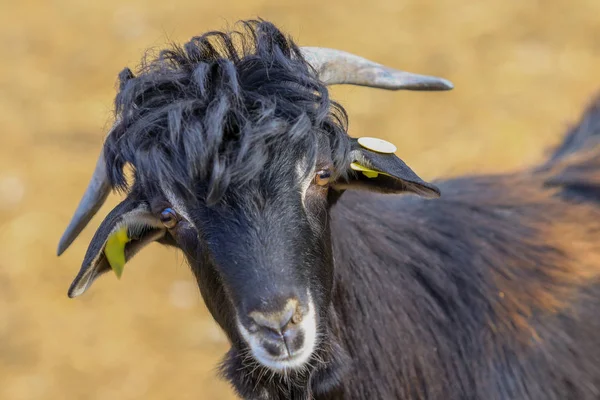 Utnyttjande av getboskap. — Stockfoto