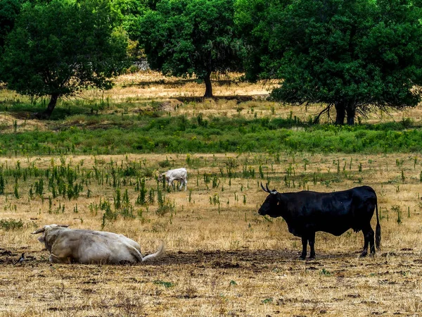 Sığır yetiştiriciliği — Stok fotoğraf