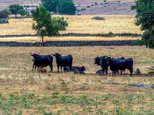 Fokken van vee — Stockfoto