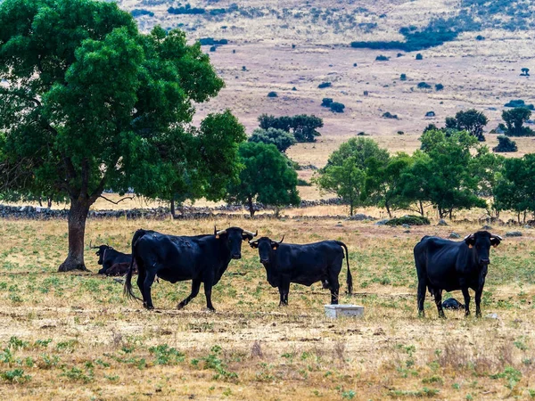 Criação de bovinos — Fotografia de Stock